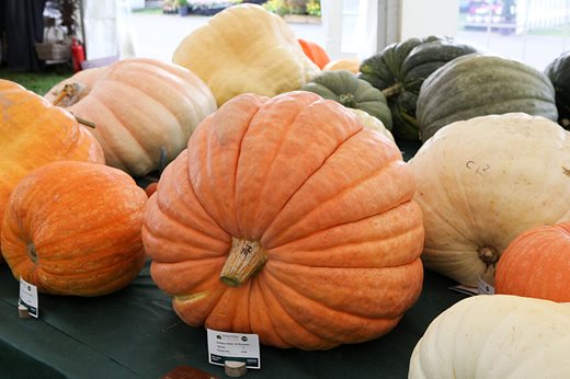 Giant Vegetable Championship pumpkin