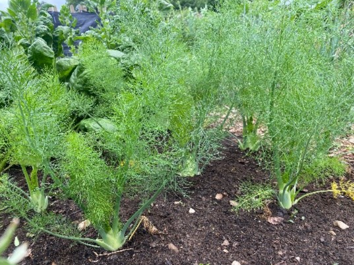 Young fennel plants