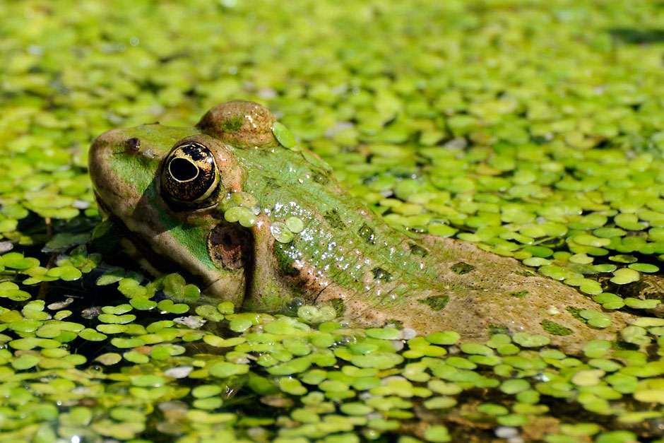 Frog in a garden pond.