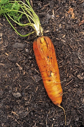Vegetables: splitting of roots