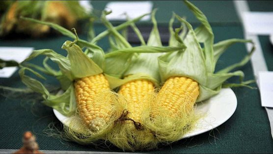 Sweetcorn on a plate