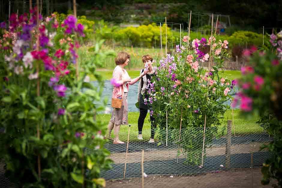 Visitors looking at flowers
