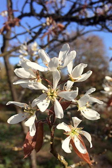 Rhs Garden Harlow Carr Blog April Plant Of The Month Rhs Gardening