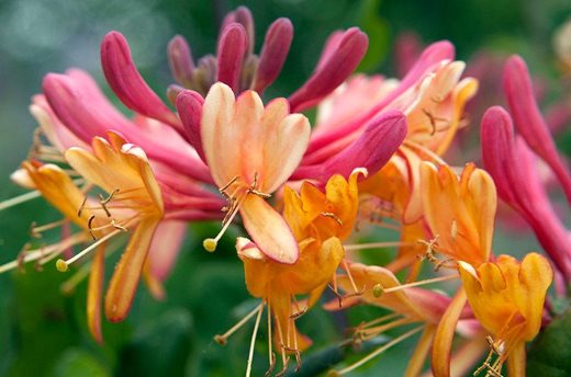 Lonicera 'Gold Flame'