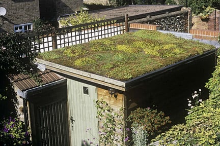 Green roof on shed in the garden of Valerie Legg and Simon Harding, Bury St Edmunds, Suffolk. Image: Tim Sandall/RHS