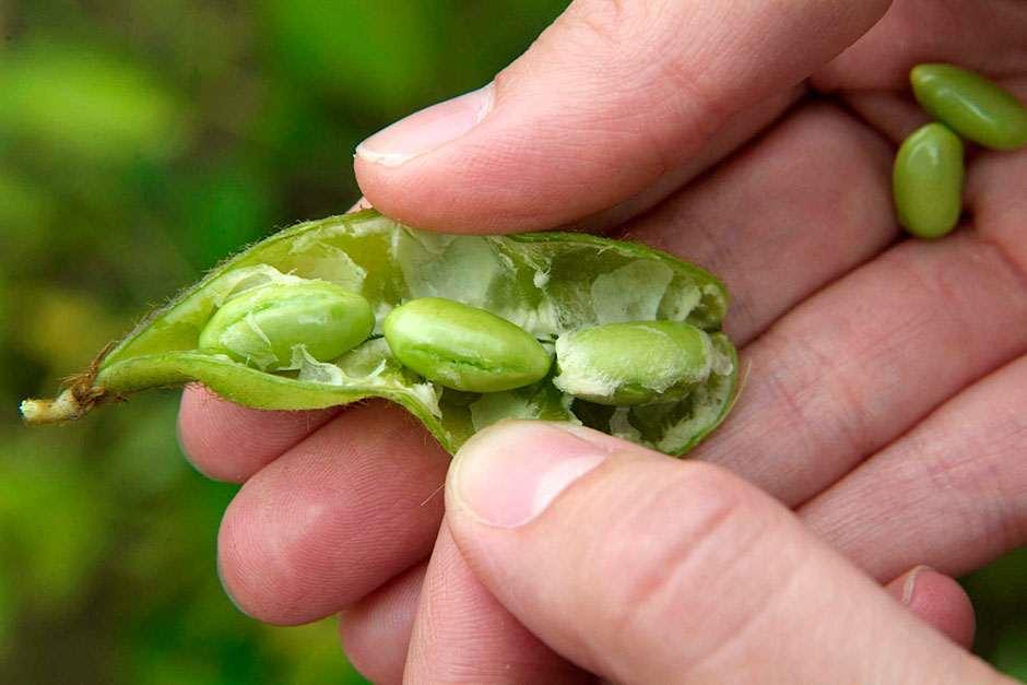 How to grow soya beans / RHS Gardening