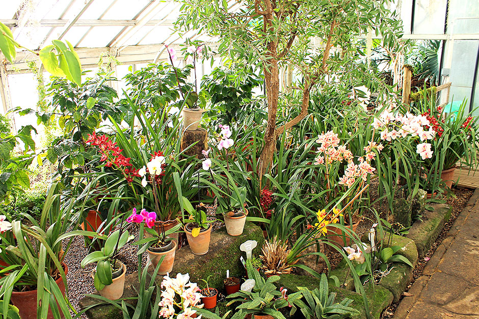 Orchids at Ripley Castle