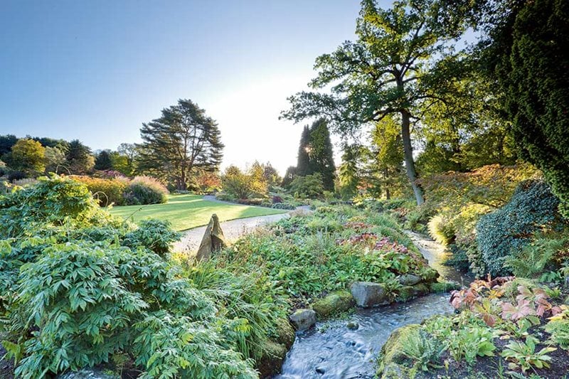 Streamside planting in summer at RHS Harlow Carr