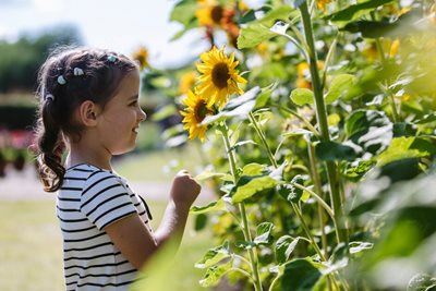 Little girl looking at sunflowers