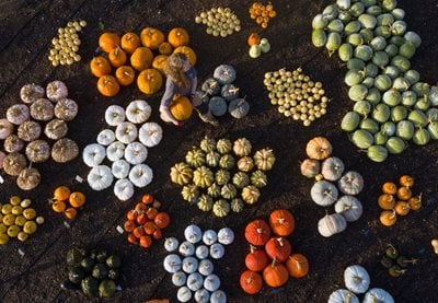 Pumpkins on display at RHS Garden Hyde Hall
