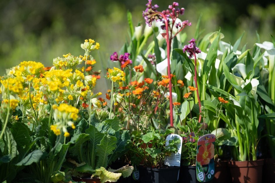 Spring Garden Weekend | RHS Harlow Carr / RHS