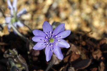 Hepatica nobilis