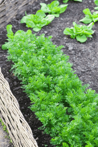 Rows of carrots and lettuces in a raised bed