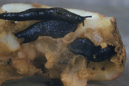 Slugs on potato tuber