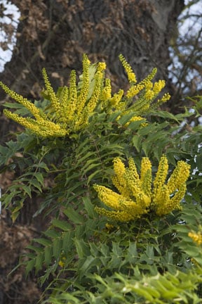 <EM>Mahonia oiwakensis</EM> subsp. <EM>lomariifolia</EM>
