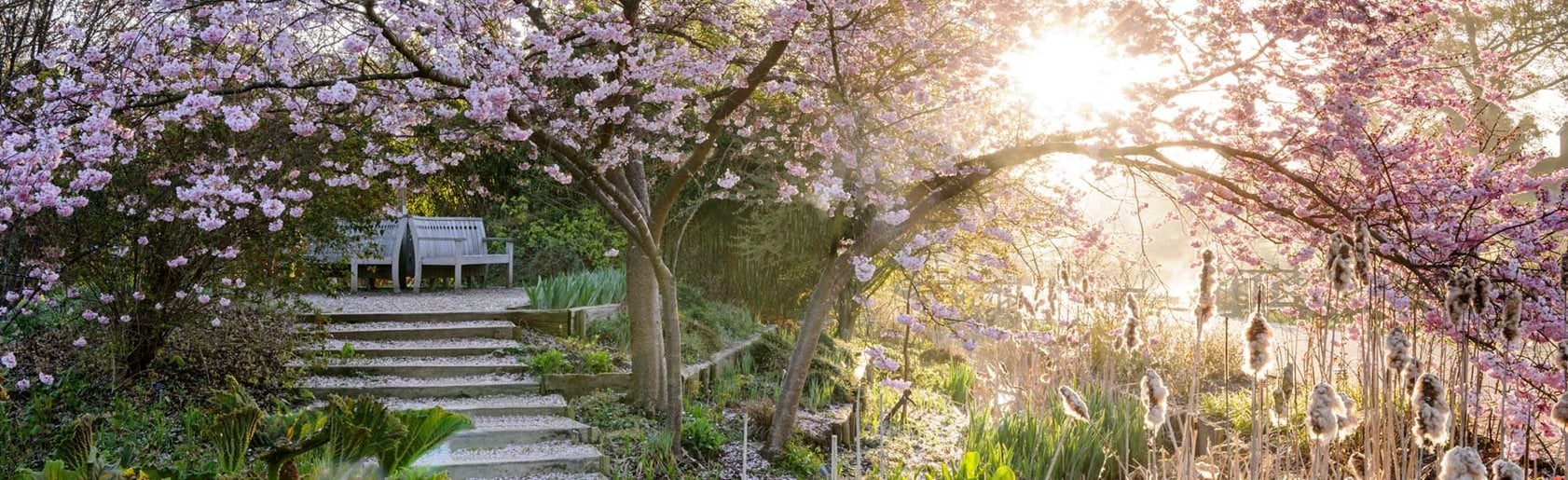 photograph of the garden