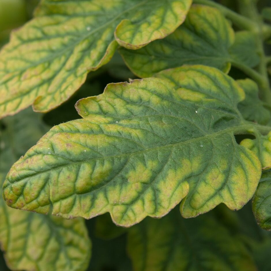 Magnesium deficiency on a tomato