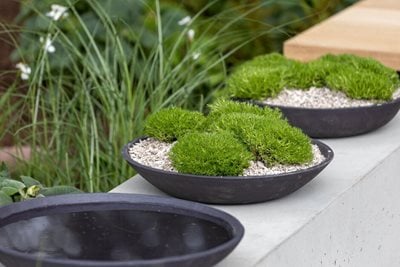 Planted dishes provide restful green spaces for the mind