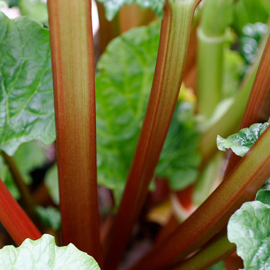 Rhubarb