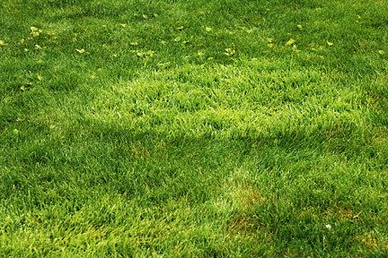Rhs Gardening Tips Advice On Lawns Rhs Gardening