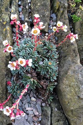 Saxifraga 'Schleicheri' (x landaueri) in the rock garden at RHS Garden Wisley