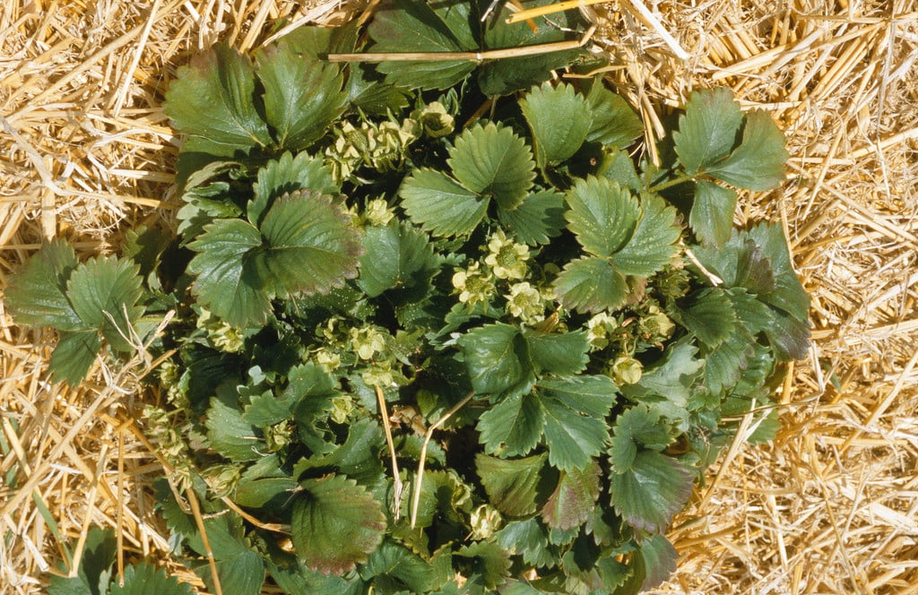 Strawberry plant showing phytoplasma symptoms of virescence (green petals)