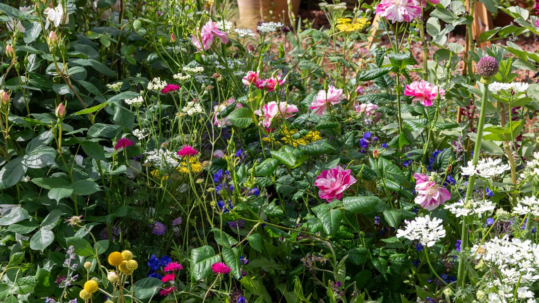 The RHS and The King’s Foundation Curious Garden