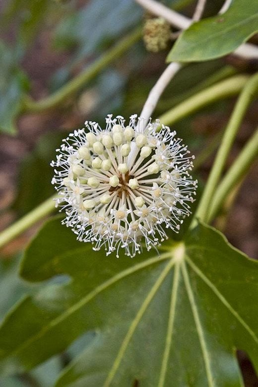 Click to enlarge: Fatsia japonica