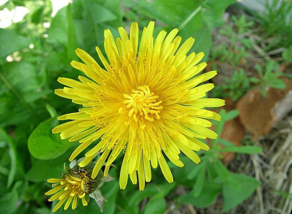 Identify common weeds