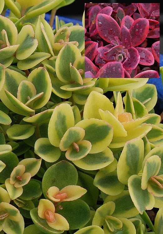 Hylotelephium 'Lime Twister' and 'Wildfire' (inset)