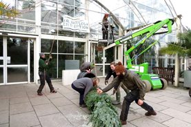 The arboriculturists manouevre the Christmas tree into position