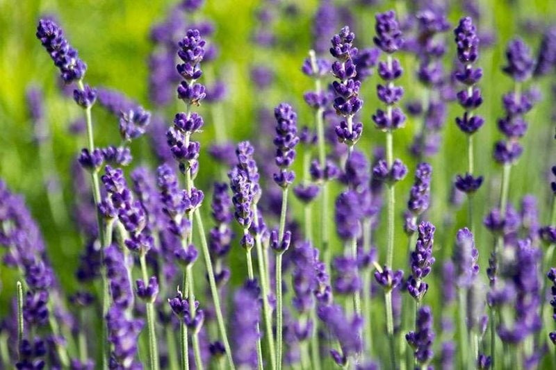 Lavender 'Hidcote'