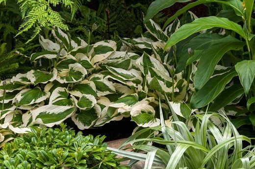 Hosta ‘Patriot’ and Astelia chathamica ‘Silver Spear’