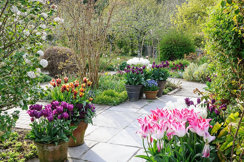 Tulips in the Cottage Garden at RHS Rosemoor