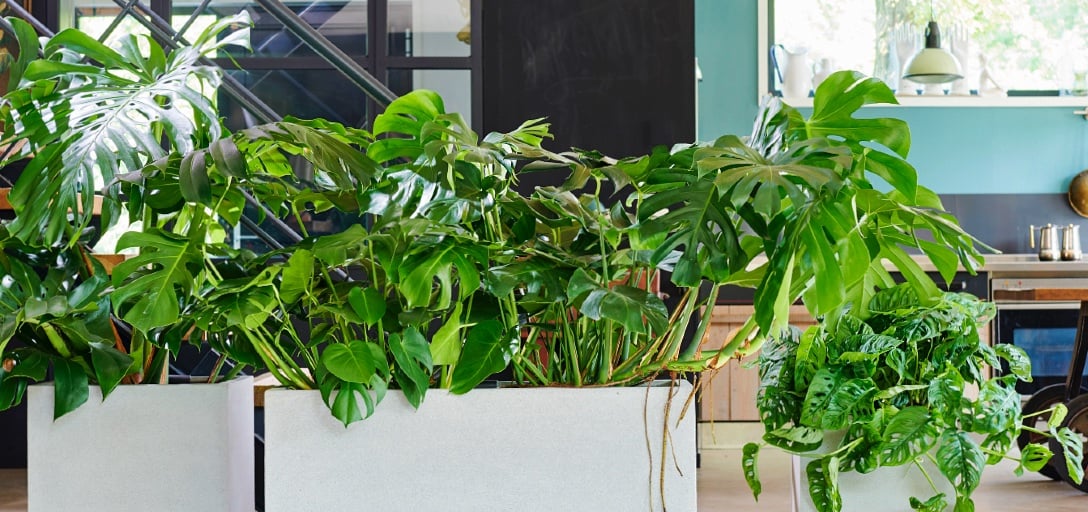 Monsteras and more: at home with arums / RHS Gardening
