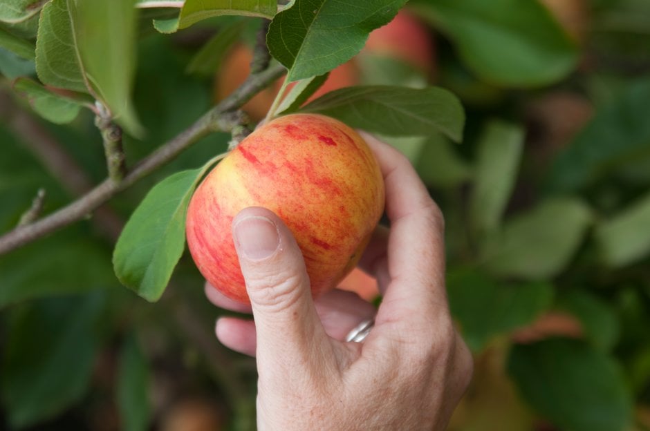 Do Apples Ripen After Picking? Unveiling the Truth
