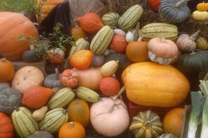 Different varieties of pumpkins and squashes
