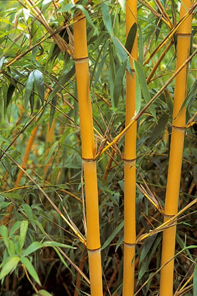 Bamboo Control Rhs Gardening