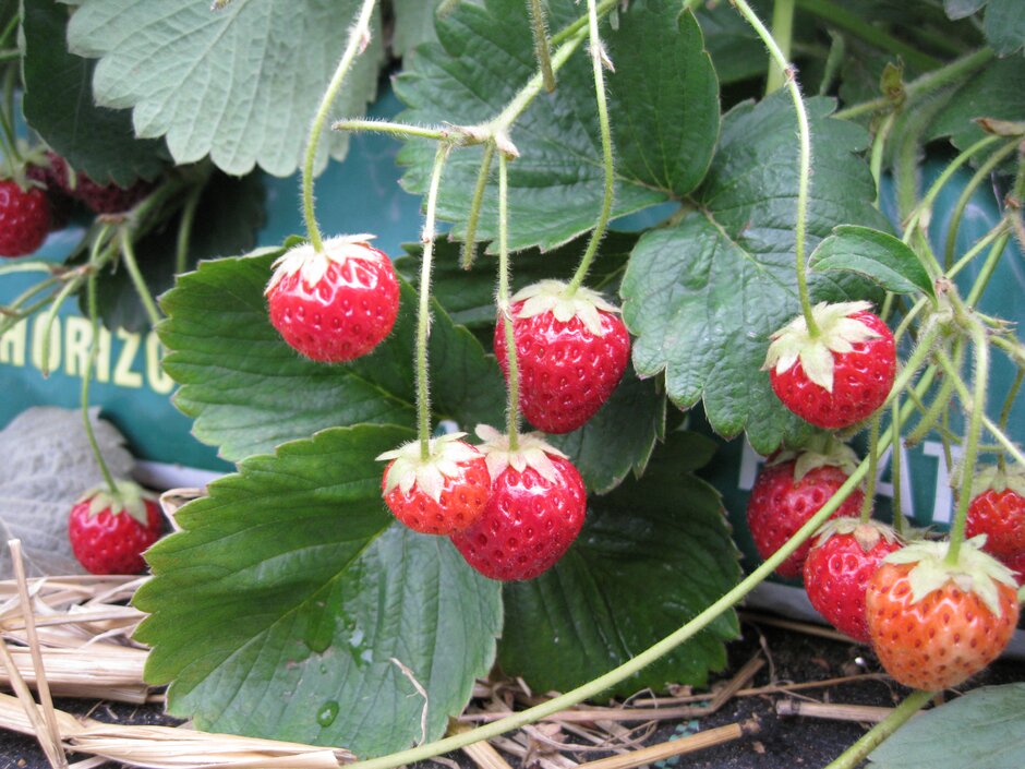 Strawberry 'Cambridge Late Pine'