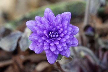 Hepatica Unabara