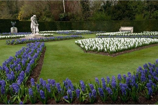 Hyacinths at Anglesey Abbey