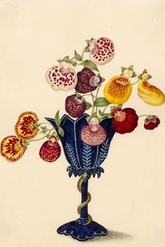 An unidentified form of Calceolaria, from a watercolour by Caroline Maria Applebee, 1852