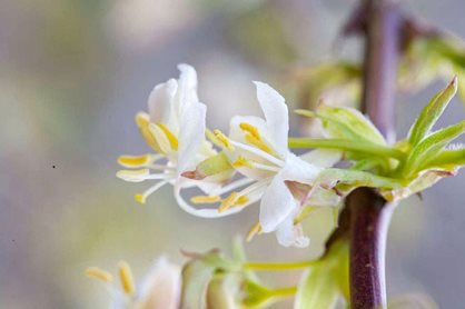 Lonicera x purpusii is a popular honeysuckle with dainty flowers