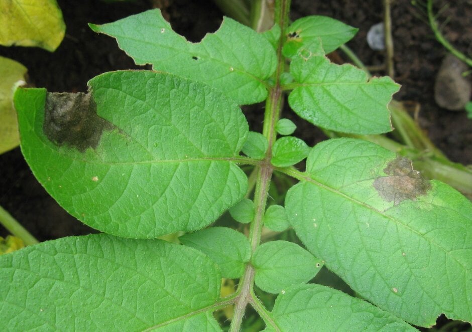 Leaf lesions caused by potato blight. Image: John Scrace