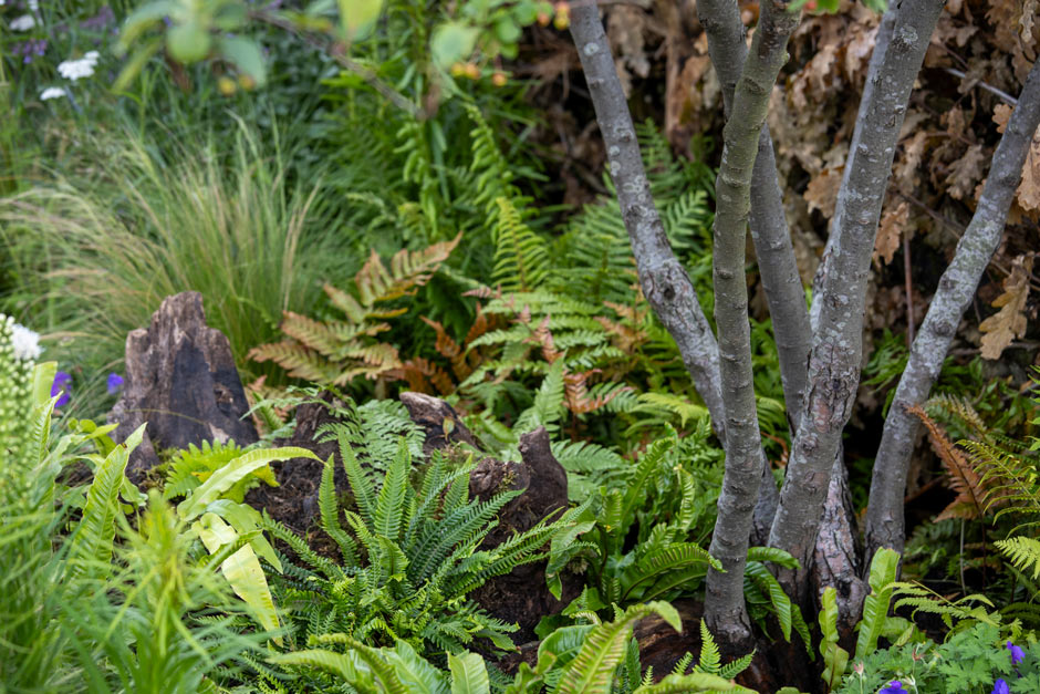 Meet the Young Designers bringing their designs to RHS Flower Show ...