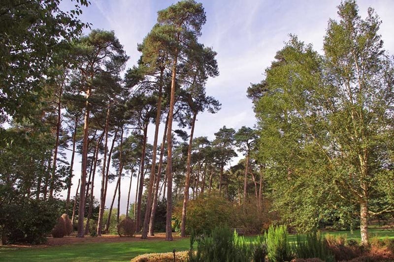 Pines at Wisley