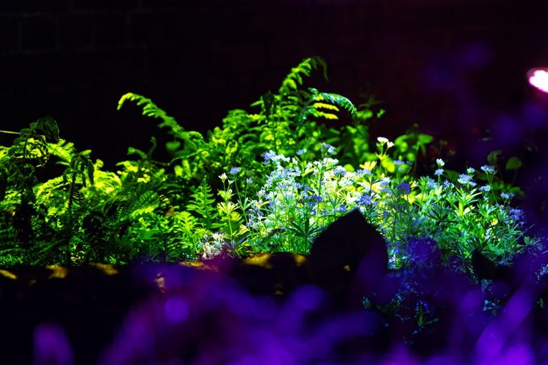 Forest planting highlighted by light