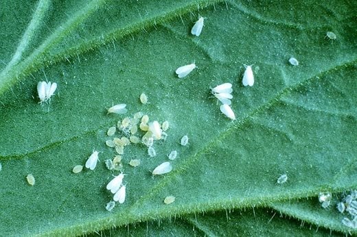 glasshouse whitefly -adults and nymphs