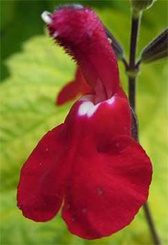 Salvia 'Ruby Star'