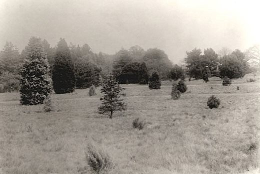 Pinetum at Wisley in about 1910